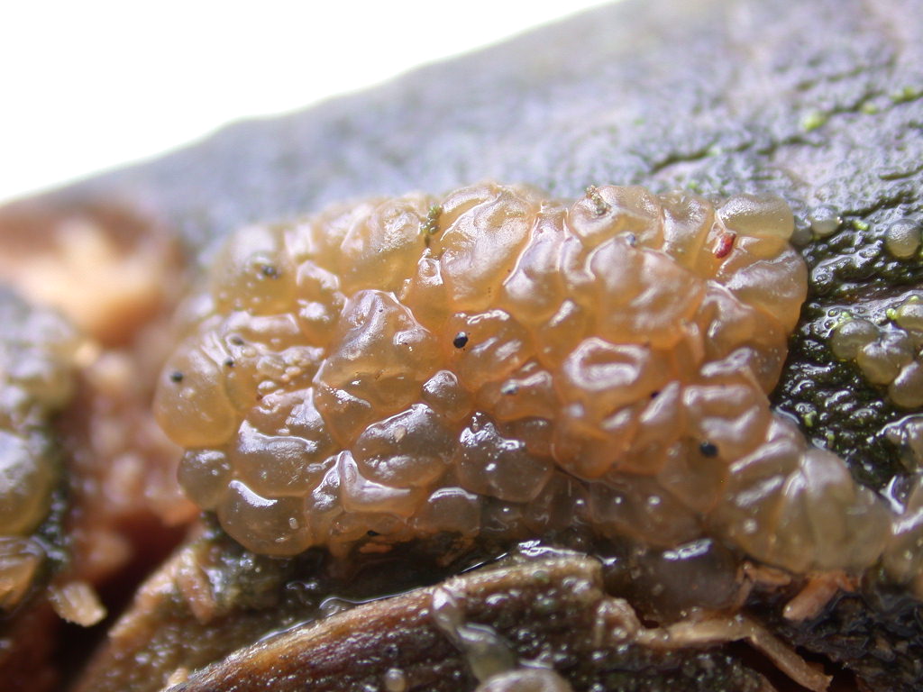 In mancanza di .... QUIZ